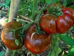 Marron green tomato Solanum lycopersicum seeds for planting in raised beds